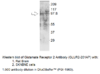 Glutamate Receptor 2 Antibody