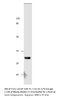 GPCR GPR40 Antibody