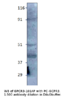 GPCR GPR3 Antibody