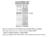 Phospho-PDE5A Antibody