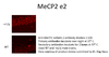 MeCP2 isoform 2 Antibody