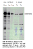 PDE2C / PDEB1 Antibody