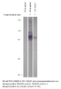 Phospho-PDE4D PKA site (S190) Antibody