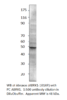 CCDC98 Antibody