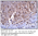 SLC7A10 Antibody