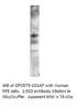 GPCR GPR75 Antibody