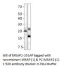 MRAP2 Antibody