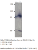 PDE11A Antibody