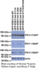 Phospho-PDE11A Antibody (S117 & S124)
