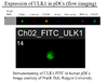 ULK1 Antibody FITC