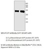 GFP Antibody