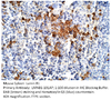 Lamin B1 antibody - Nuclear Envelope Marker Antibody