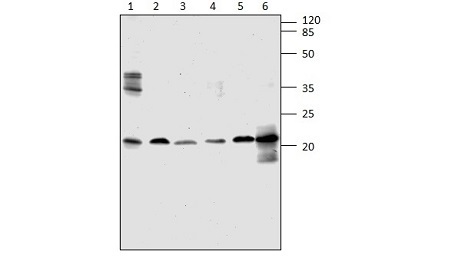 FabGennix_ARF4_Antibody_ARF4-401AP